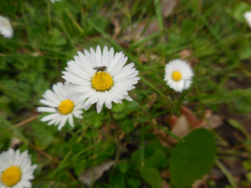 MOUCHE SUR UNE PÂQUERETTE. Photo prise le 29 avril 2023 près de l'étang de l'Evangile. RÉMI JAYAT